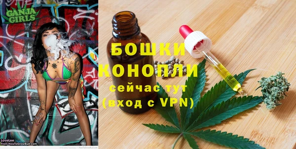 индика Ельня