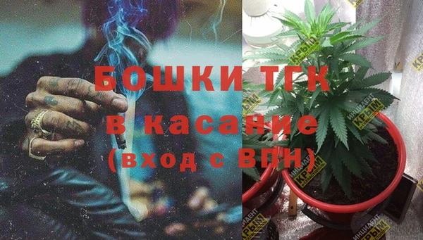 индика Ельня